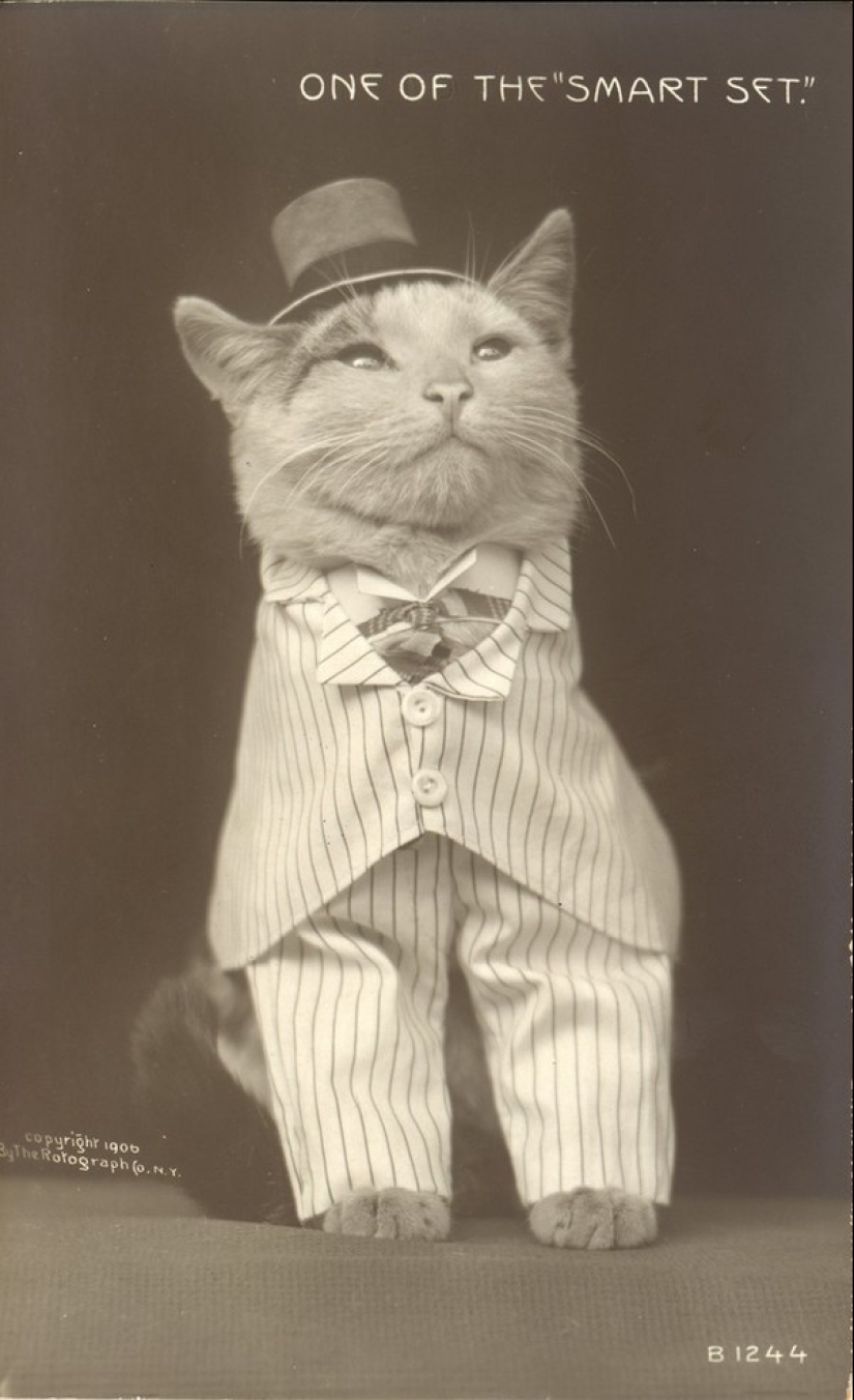 Charming vintage cats that will prove that cats have ruled the world at all times