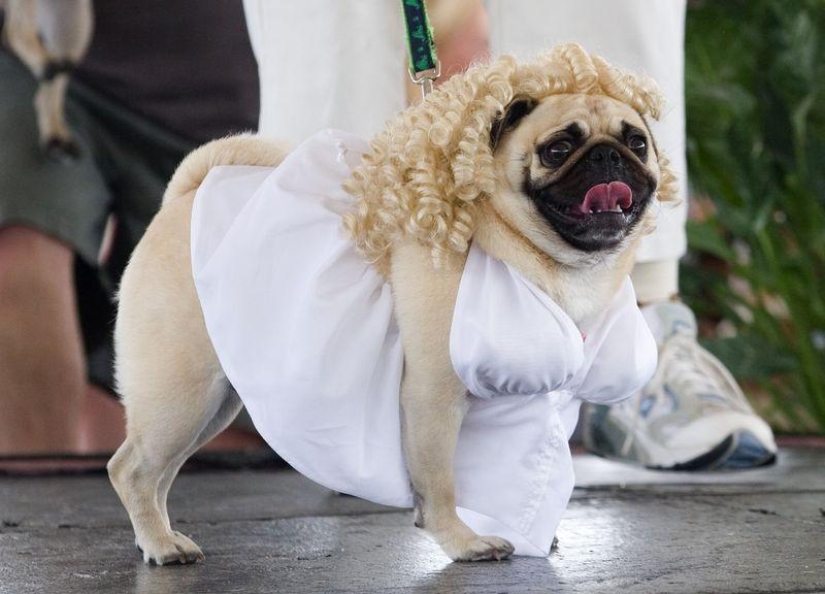 Cheerful pugs are masters of disguise