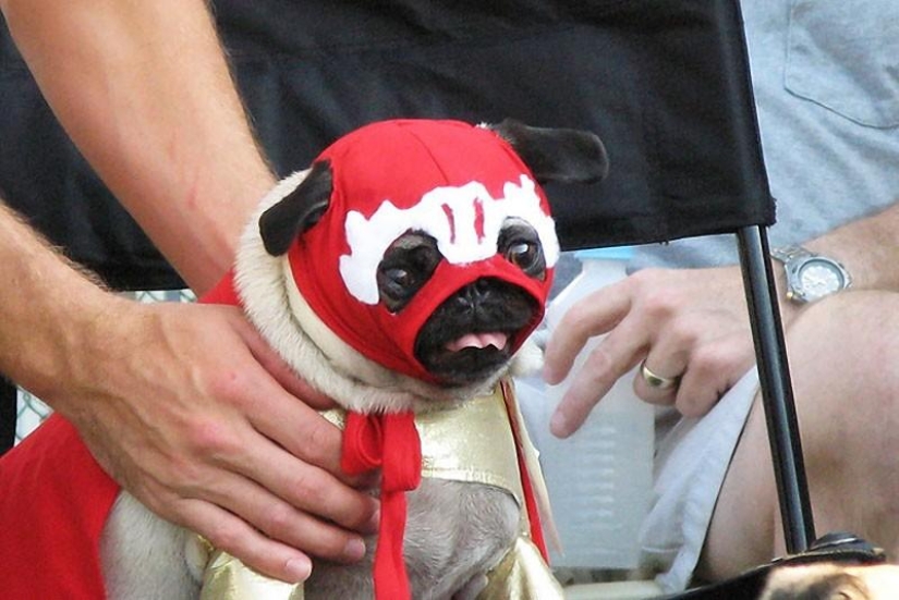 Cheerful pugs are masters of disguise