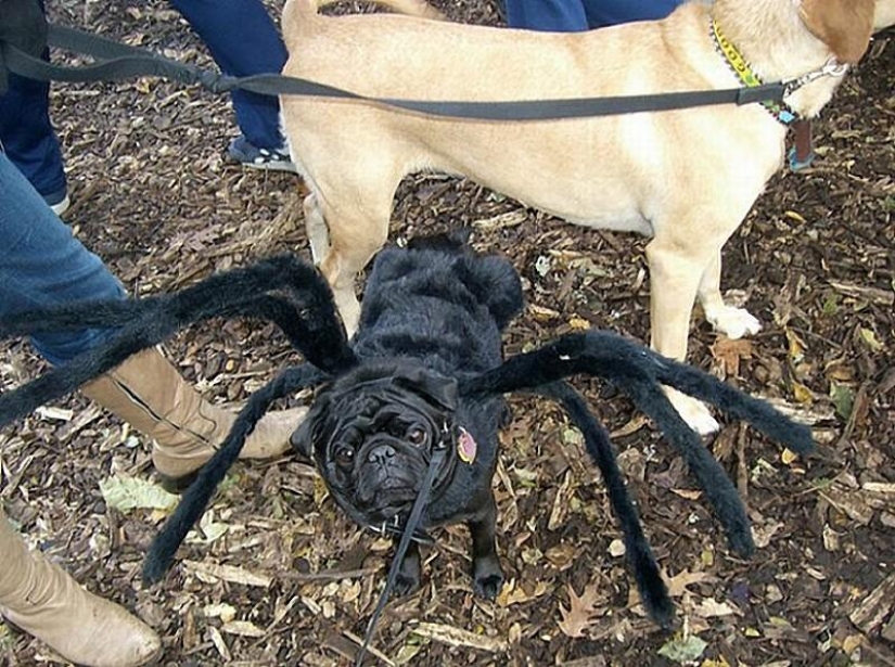 Cheerful pugs are masters of disguise