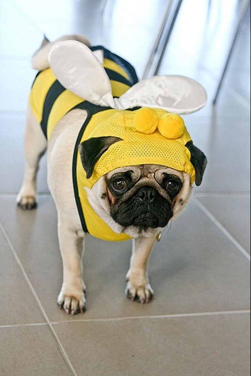 Cheerful pugs are masters of disguise