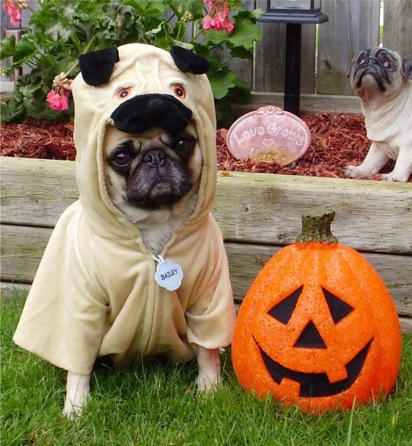 Cheerful pugs are masters of disguise