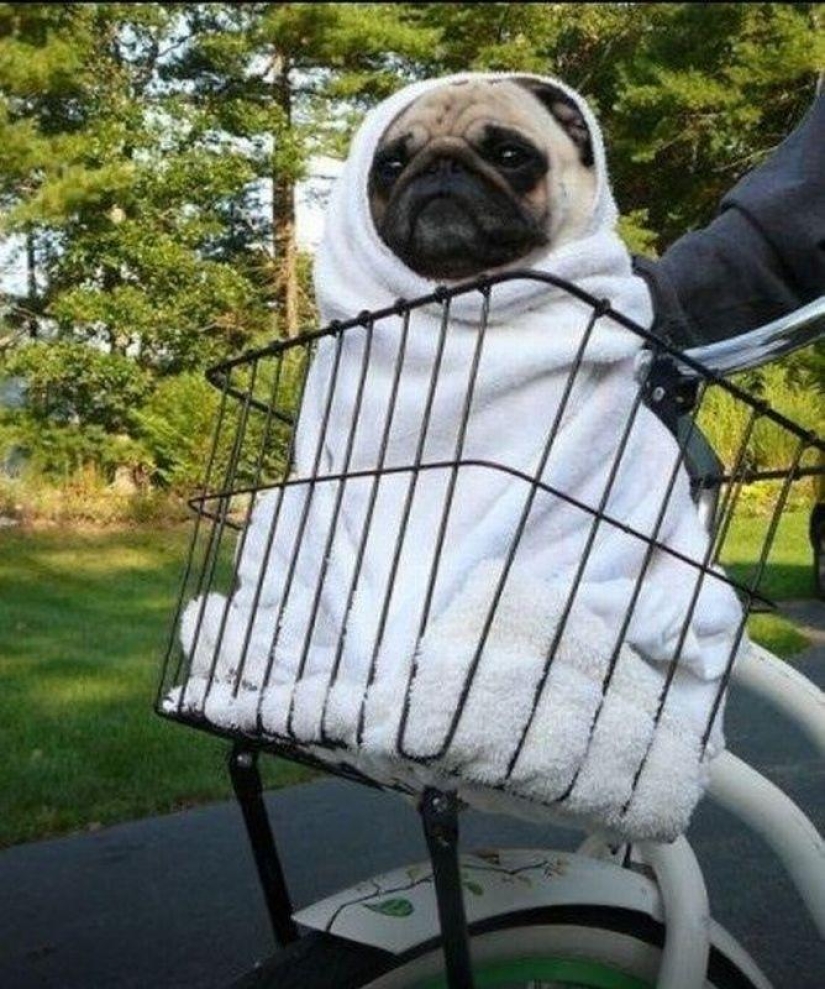 Cheerful pugs are masters of disguise