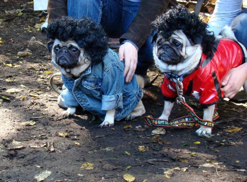 Cheerful pugs are masters of disguise