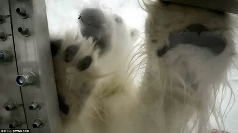 Chilling footage of a polar bear trying to devour a man
