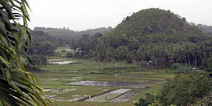 Chocolate Hills of Bohol Island