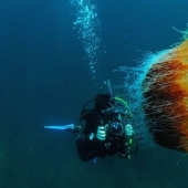 Cianea ártica — un delicioso gigante del mundo de las medusas