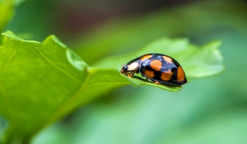 Científicos encontraron ADN de cientos de especies de insectos en una bolsita de té