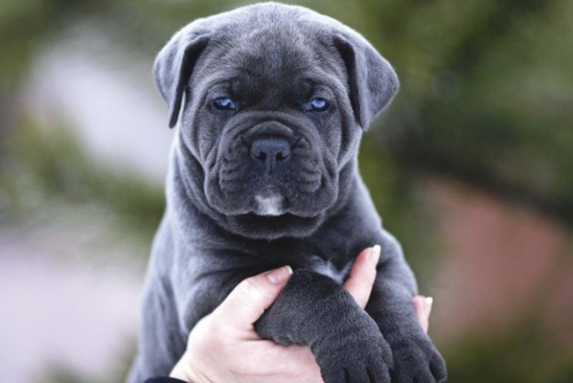 Científicos estadounidenses han encontrado la edad en la que los cachorros son los más afecto