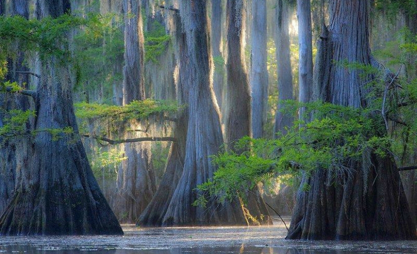 Cipreses increíbles del Lago Caddo