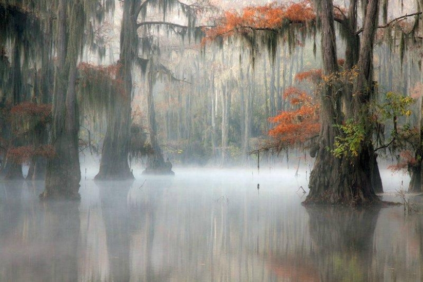 Cipreses increíbles del Lago Caddo