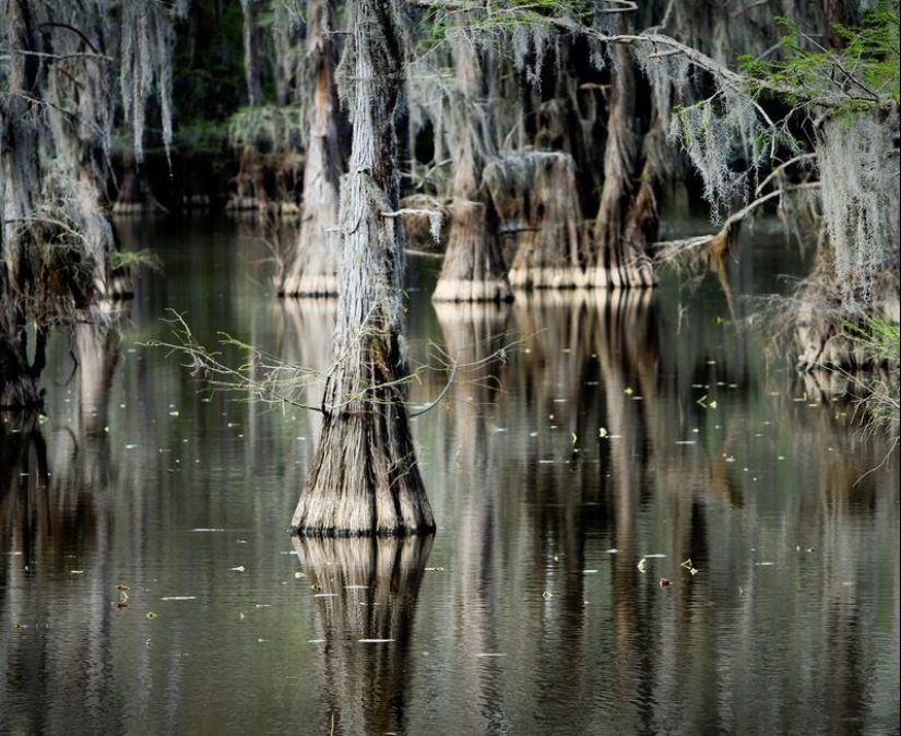 Cipreses increíbles del Lago Caddo