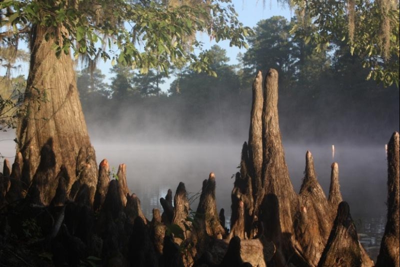 Cipreses increíbles del Lago Caddo