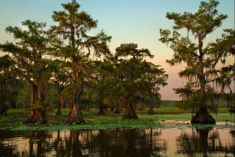 Cipreses increíbles del Lago Caddo