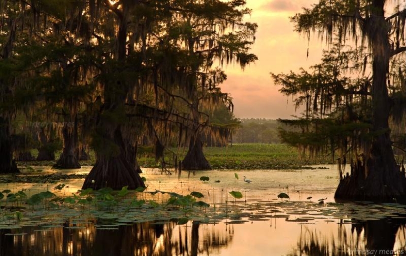 Cipreses increíbles del Lago Caddo