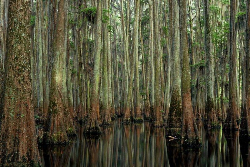 Cipreses increíbles del Lago Caddo