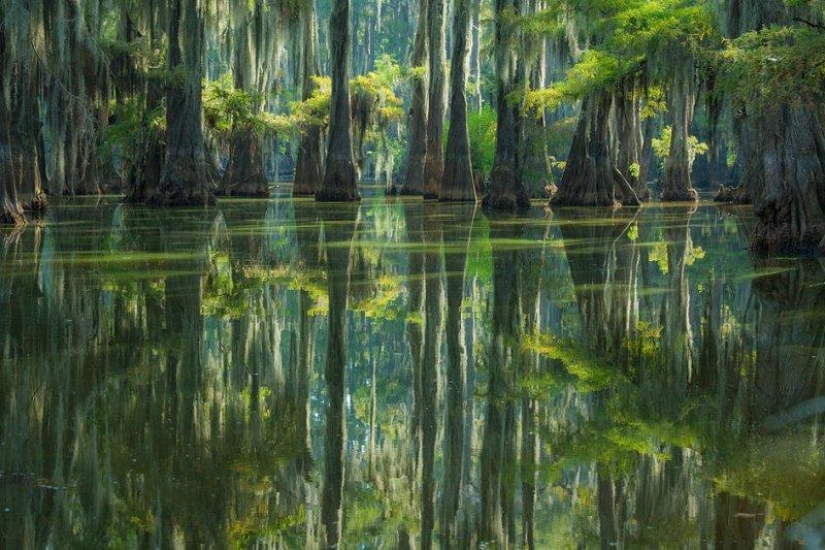 Cipreses increíbles del Lago Caddo