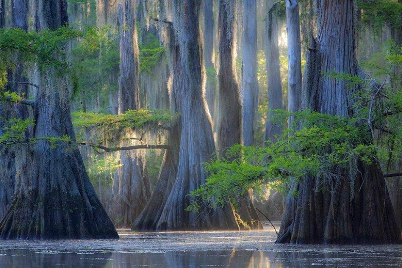 Cipreses increíbles del Lago Caddo