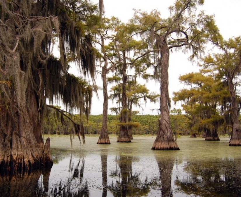 Cipreses increíbles del Lago Caddo