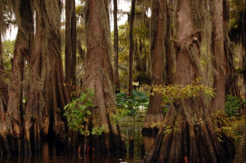 Cipreses increíbles del Lago Caddo