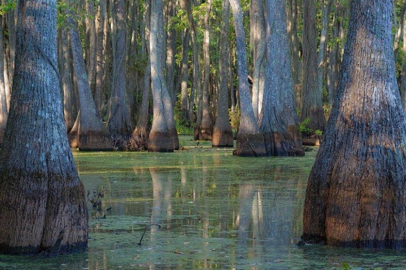 Cipreses increíbles del Lago Caddo