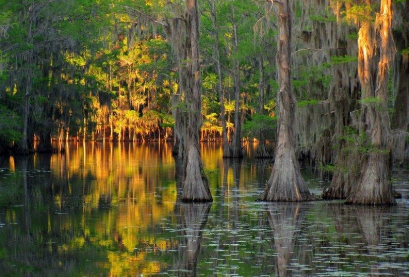 Cipreses increíbles del Lago Caddo