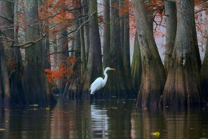 Cipreses increíbles del Lago Caddo