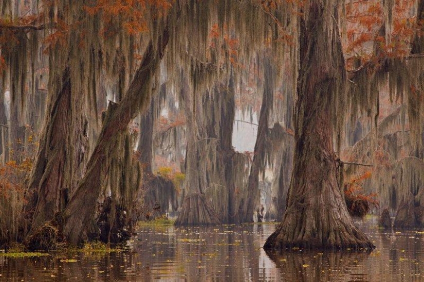 Cipreses increíbles del Lago Caddo