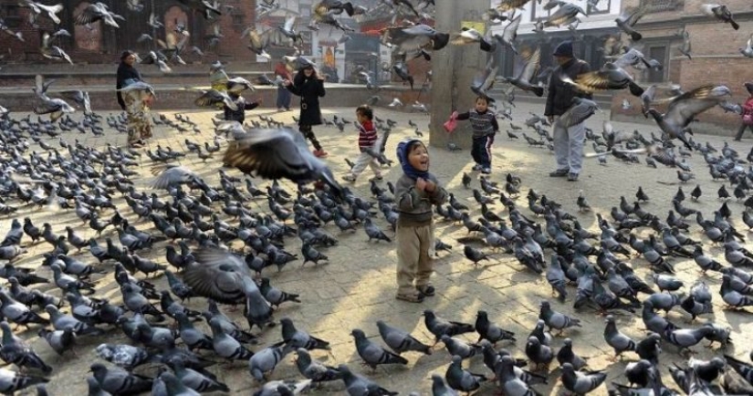 City authorities' sanctions against pigeons: what did the bird of the world annoy people with