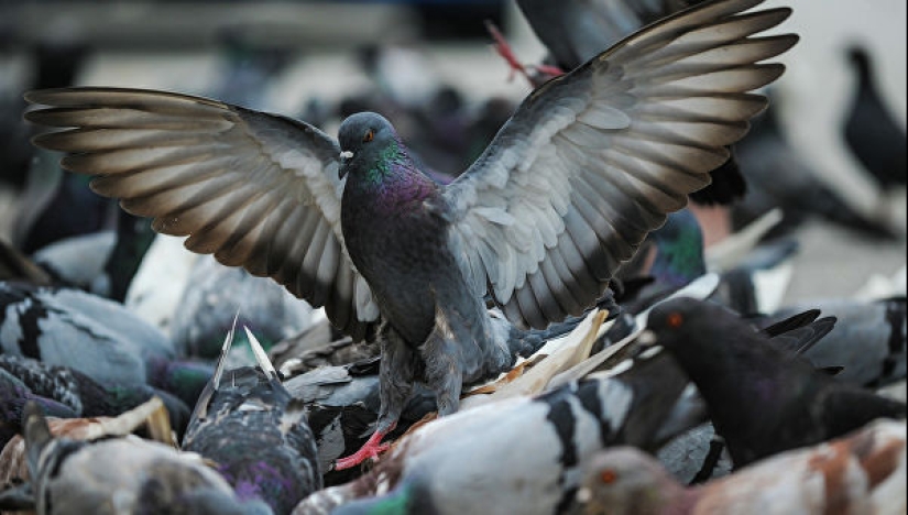 City authorities' sanctions against pigeons: what did the bird of the world annoy people with