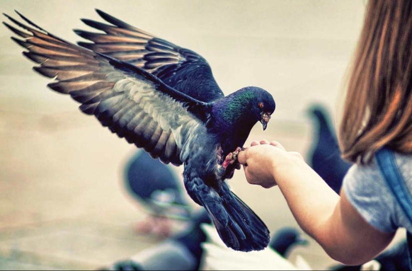 City authorities' sanctions against pigeons: what did the bird of the world annoy people with