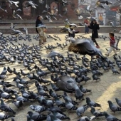 City authorities' sanctions against pigeons: what did the bird of the world annoy people with