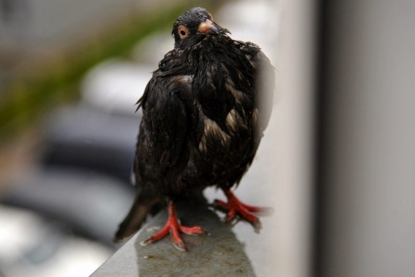 City authorities' sanctions against pigeons: what did the bird of the world annoy people with