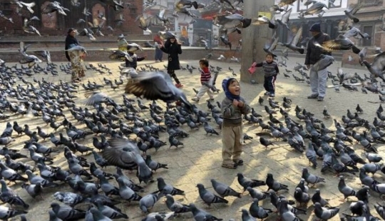 City authorities' sanctions against pigeons: what did the bird of the world annoy people with