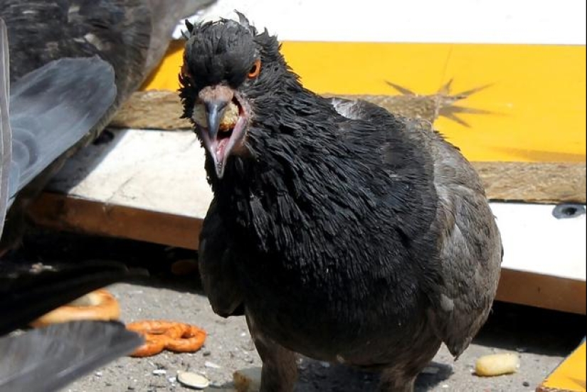 City authorities' sanctions against pigeons: what did the bird of the world annoy people with