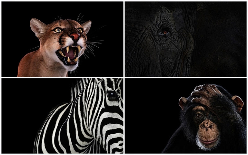 Close-up animal portraits