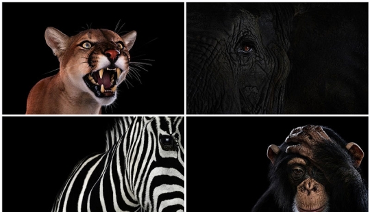 Close-up animal portraits