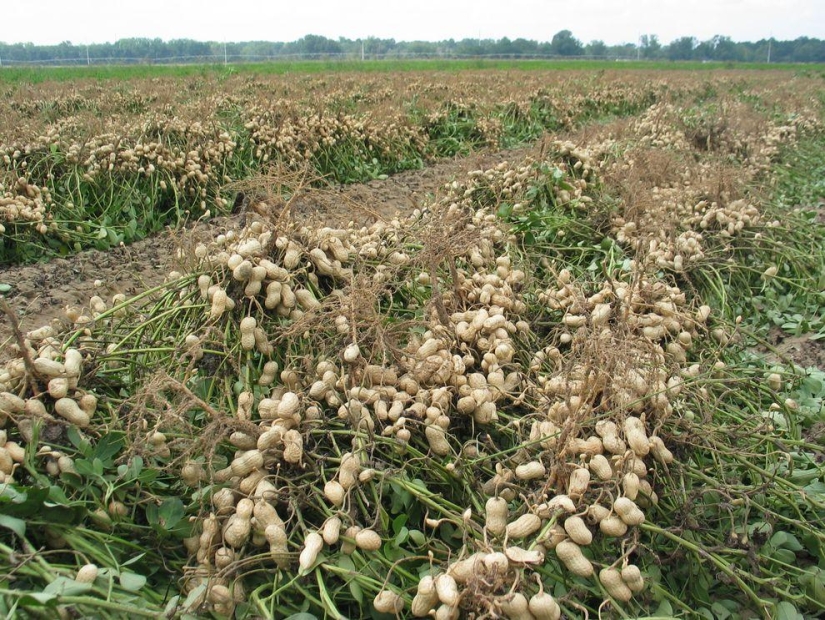 Cómo cultivar algunas frutas y verduras: una inusual de los hechos acerca de la costumbre de los productos