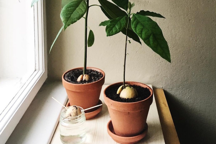 Cómo cultivar un aguacate a partir de una semilla en el alféizar de una ventana