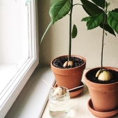 Cómo cultivar un aguacate a partir de una semilla en el alféizar de una ventana