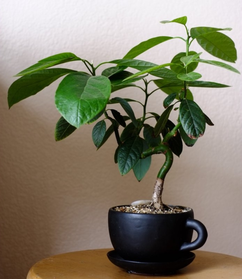 Cómo cultivar un aguacate a partir de una semilla en el alféizar de una ventana