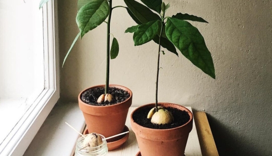 Cómo cultivar un aguacate a partir de una semilla en el alféizar de una ventana