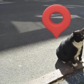 Cómo el gato callejero Gacek de Szczecin, Polonia, terminó en Google Maps y luego desapareció