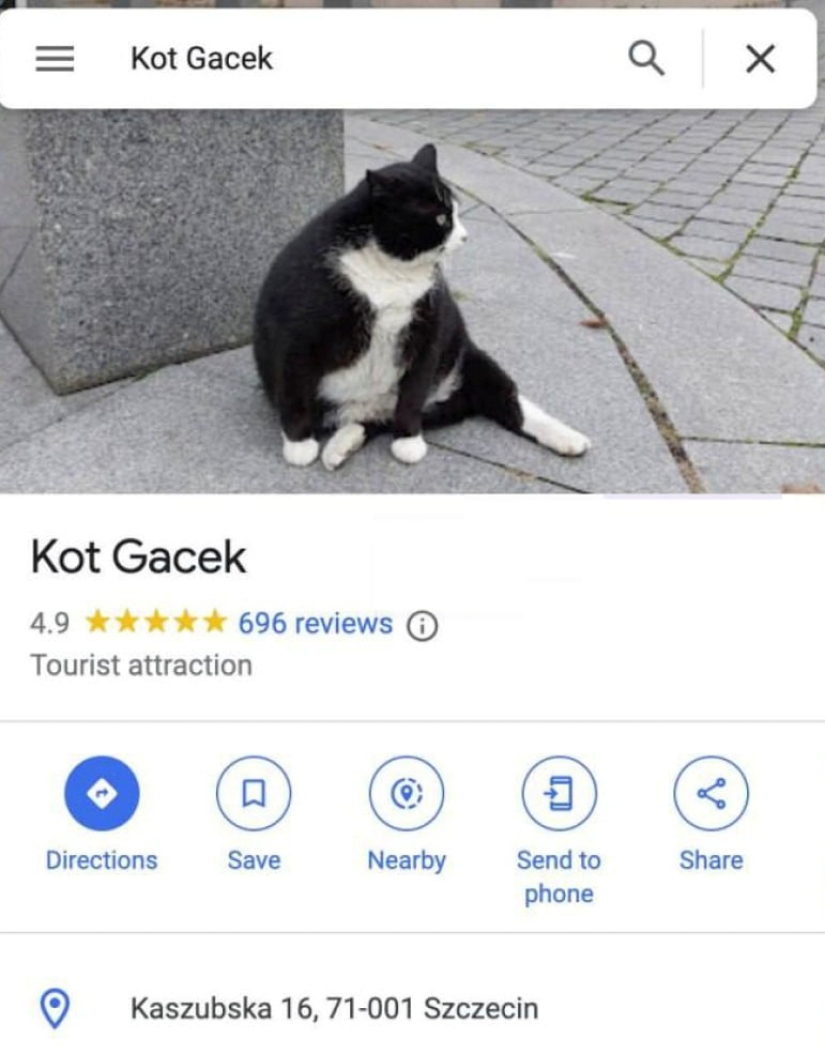 Cómo el gato callejero Gacek de Szczecin, Polonia, terminó en Google Maps y luego desapareció