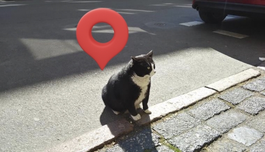 Cómo el gato callejero Gacek de Szczecin, Polonia, terminó en Google Maps y luego desapareció