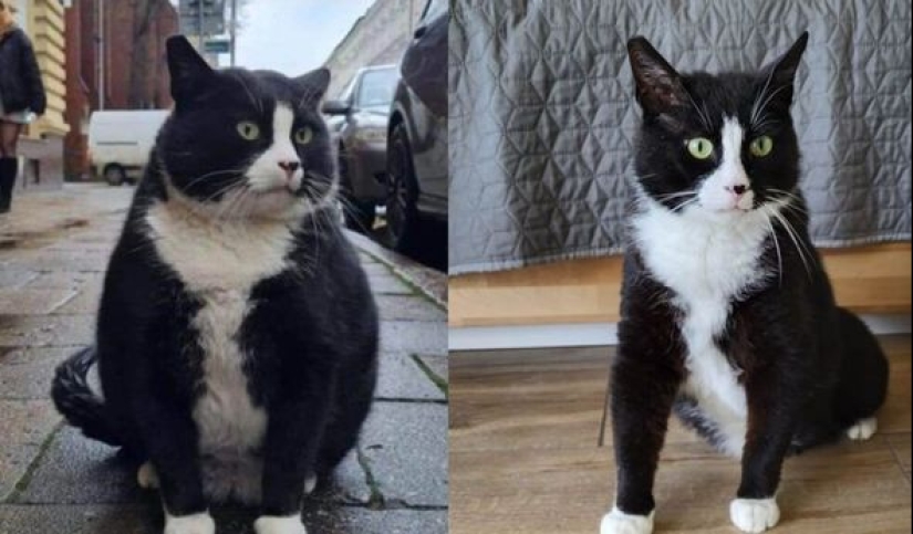 Cómo el gato callejero Gacek de Szczecin, Polonia, terminó en Google Maps y luego desapareció