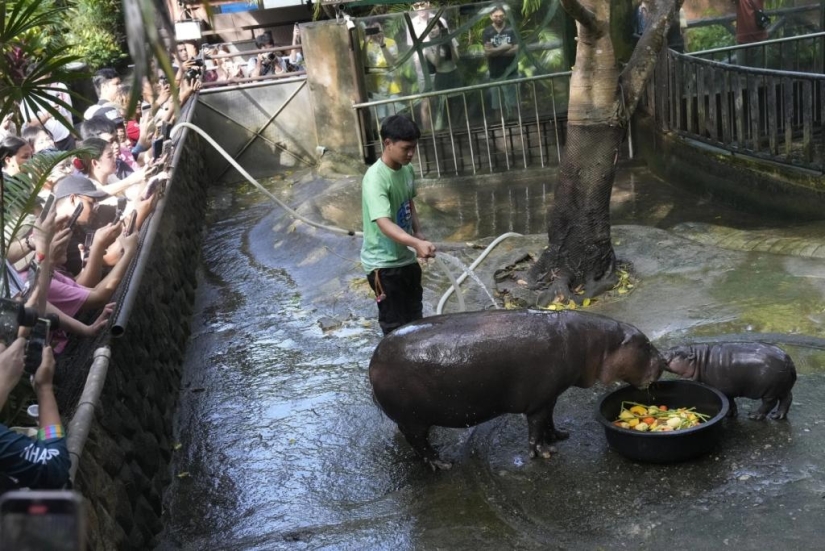 Cómo el hipopótamo Mu Deng de un zoológico tailandés se convirtió en una estrella mundial