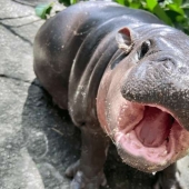 Cómo el hipopótamo Mu Deng de un zoológico tailandés se convirtió en una estrella mundial