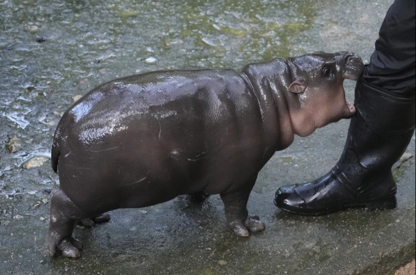 Cómo el hipopótamo Mu Deng de un zoológico tailandés se convirtió en una estrella mundial