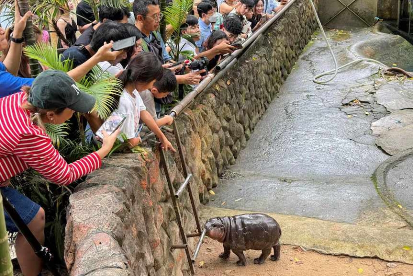 Cómo el hipopótamo Mu Deng de un zoológico tailandés se convirtió en una estrella mundial